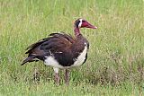 Spur-winged Gooseborder=